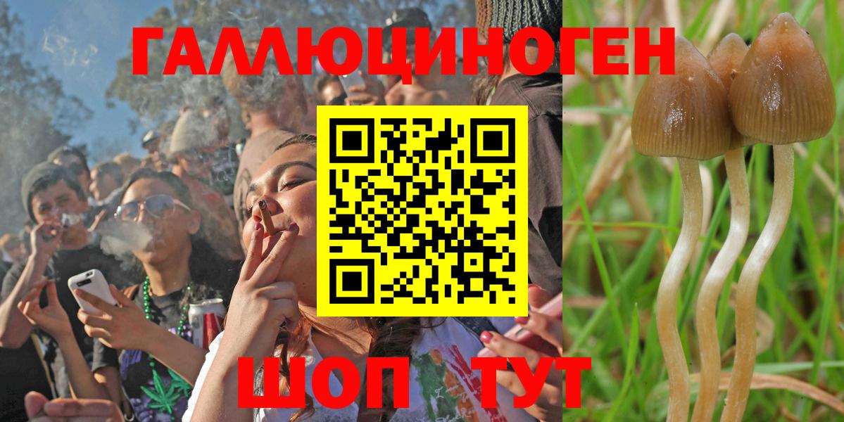 Псилоцибиновые грибы Psilocybine cubensis Анапа